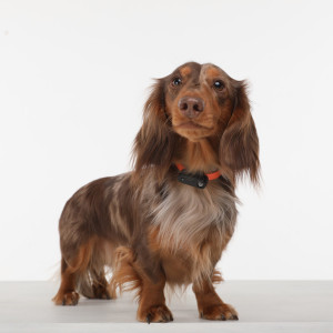 TICKLESS USB DOG BLACK uzlādējama ultraskaņas ierīce ērču atbaidīšanai suņiem